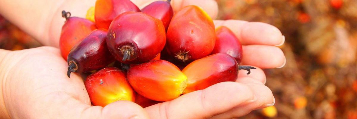 Why use Palm Oil palm sus 2021 10 06 142926 wibo